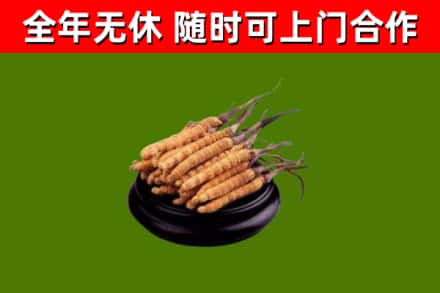 团风回收冬虫夏草