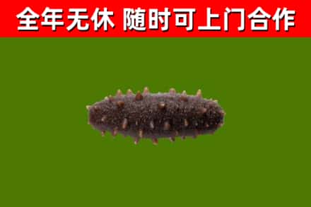 团风回收海参干